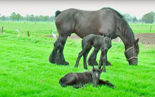 Belgian Draft Horse Twins Spending Quiet Time In The Field